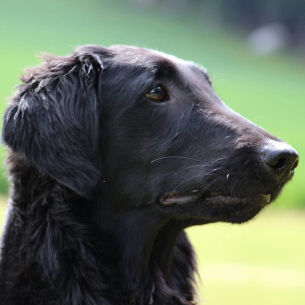 flat-coated-retriever-rcd-e-v