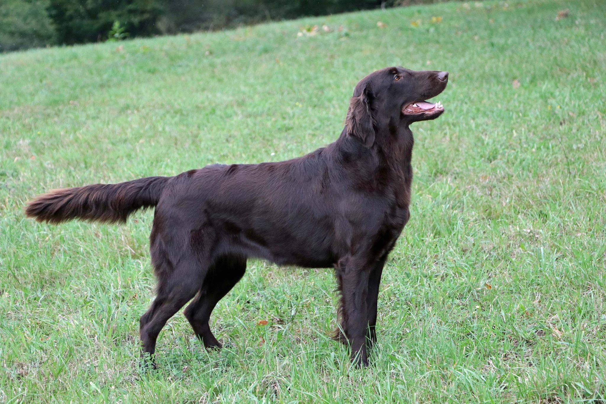 Farbkombinationen beim FlatCoated Retriever RCD e.V.